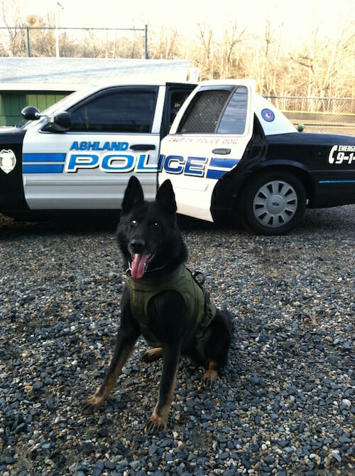 Dax sits in front of police car