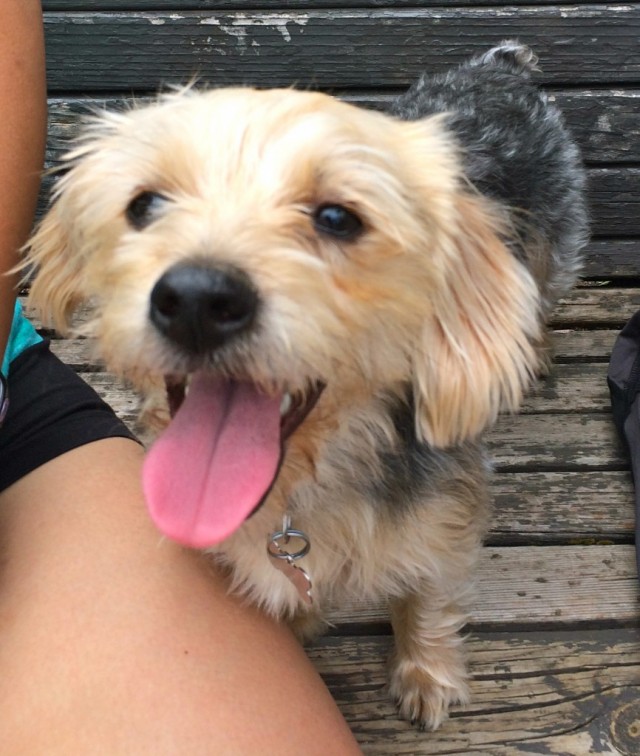 Cute puppy in Minneapolis with Tongue Out