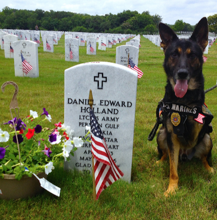 Rambo the hero dog at grave site