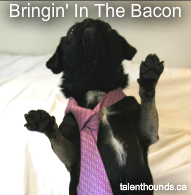 Bringin'InTheBacon_Kilo