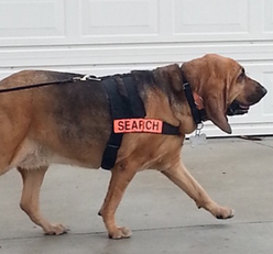 Glory the hero dog on a search