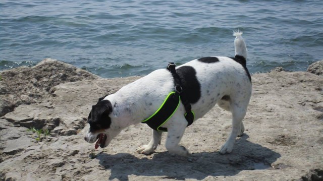 Sweetie, Shivers Lulu at beach