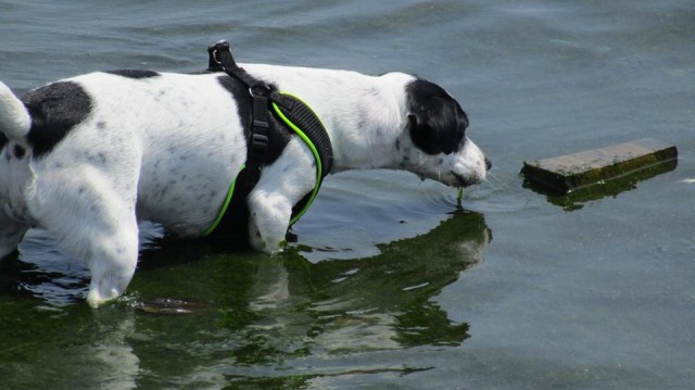 Sweetie, Shivers, Lulu in water