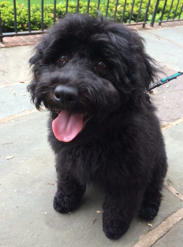 Buster the Portuguese Water Dog as a puppy