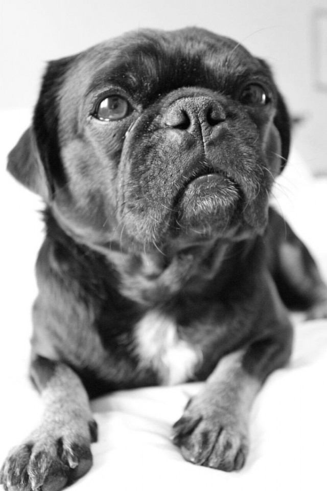 Adorable photo of Kilo Pug dreaming of breakfast in bed black and white