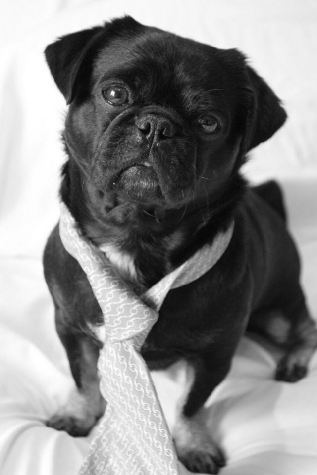 TH Kilo Pug work black and white