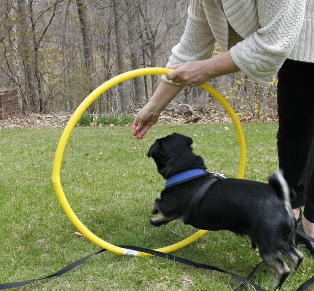  Kilo the pug jumps through hoops for treats