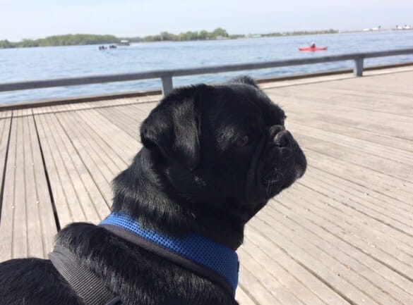  Kilo walking and admiring the Toronto waterfront view