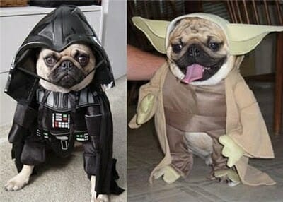 TH starwars day dogs-costume