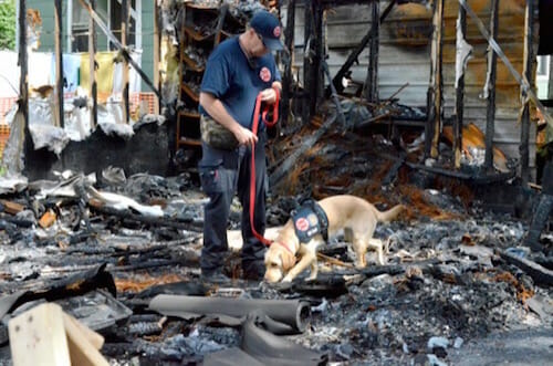 Glory the hero dog on an arson mission