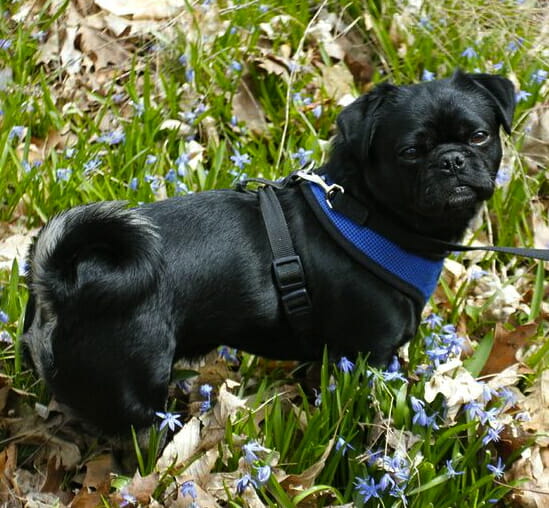 TH-Kilo Hiking Flowers