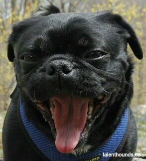 Kilo the Pug on tongueout tuesday