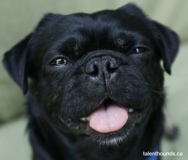 Kilo the Pug with tongue out for tongueouttuesday-7