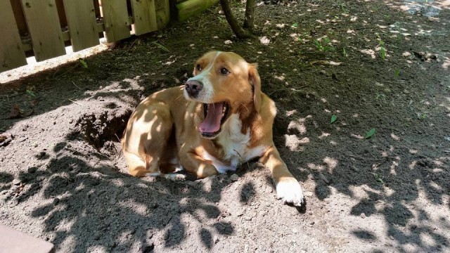 Hal the dog laying in hole