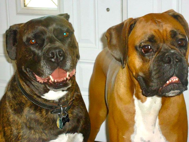 Ivan and Chevy the boxer pose for tongue out tuesday