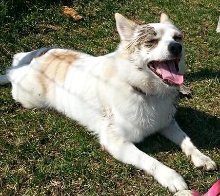 Daisy poses for tongue out tuesday