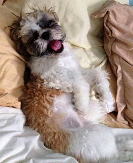 cute puppy on bed poses for tongue out tuesday