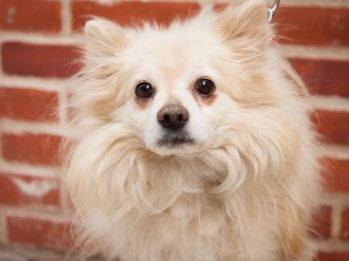 Blanco the rescue dog