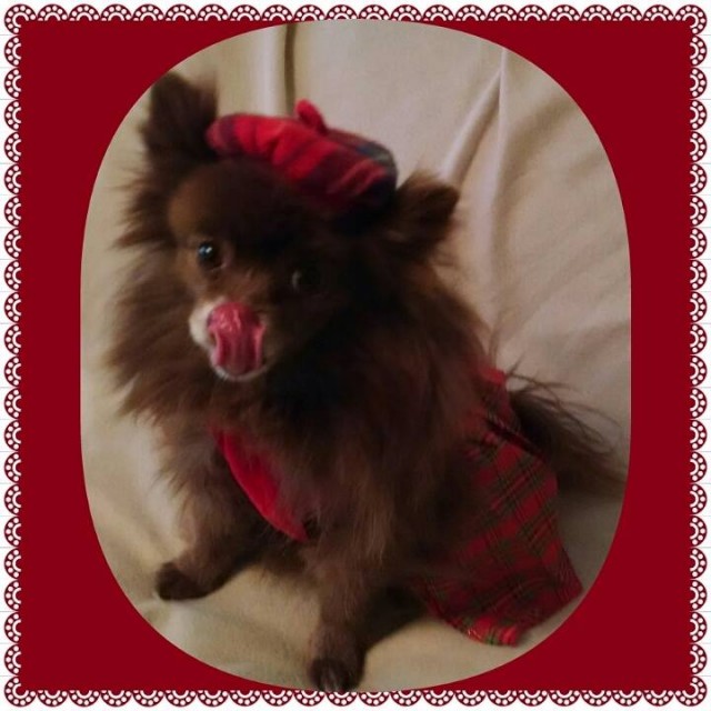 DolceVita Pomeranian with tongue out