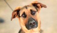 Rescue Dog Chase looks at camera