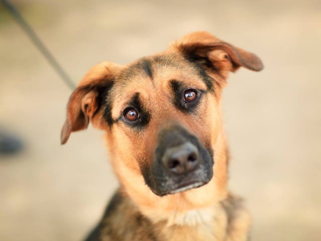 Rescue Dog Chase looks at camera