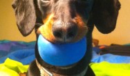 Crusoe with ball in mouth
