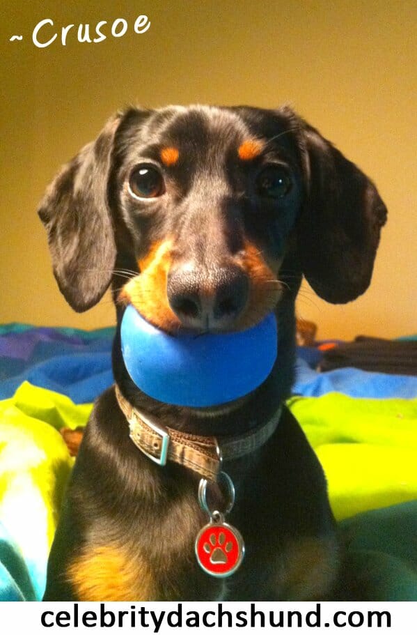 Crusoe with ball in mouth