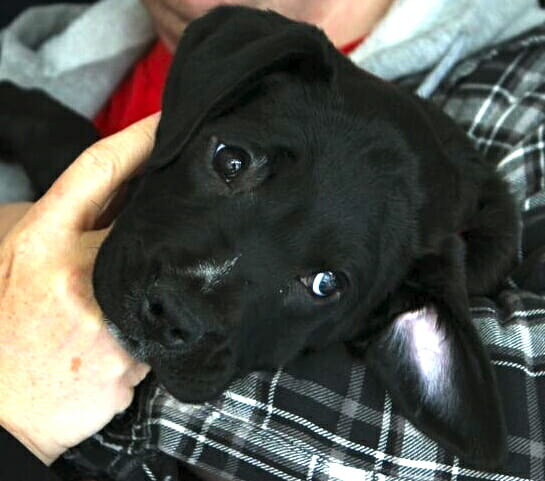 black puppy being held in mans arms looking to the side