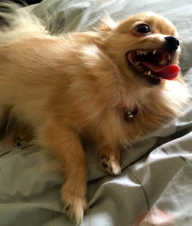 Elisa the pom chi poses for tongue out tuesday
