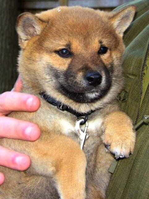 Uni the Shiba Inu puppy being held