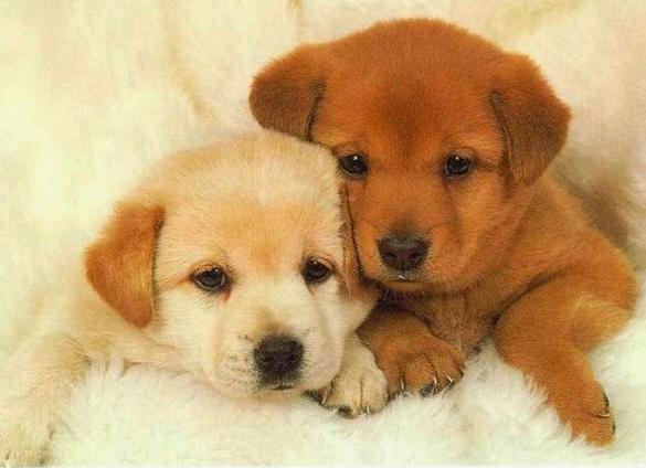 Adorable Puppies