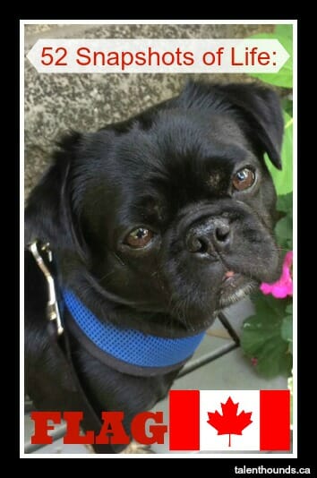 Kilo the pug with the Canadian Flag