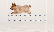 Corgi mix rescue dog jumping over a hurdle