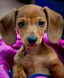 Cute Doxie Puppy