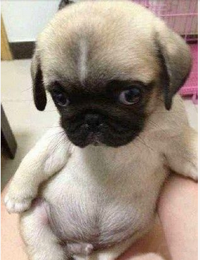 Cute Pug Belly