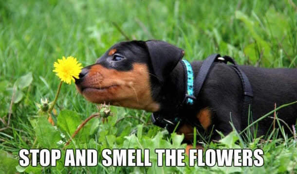 Cute puppy smelling flowers