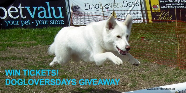 DogLoversDays white dog giveaway