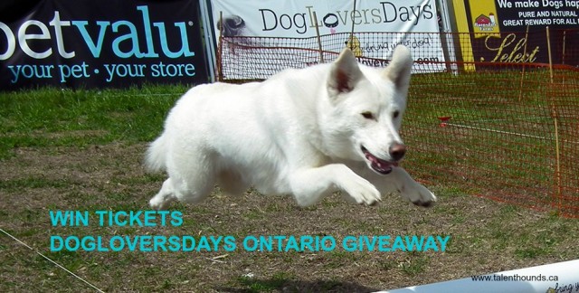 DogLoversDays white dog giveaway photo