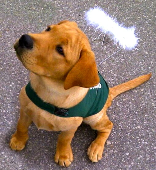 Guide Dog puppy dressed as an angel 