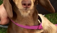 cute dachshund posing for camera