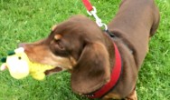 chocolate dachshund with toy in mouth