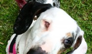 multi coloured dachshund sitting on grass looking at camera