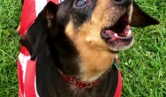 dachshund in red jersey howling