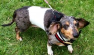 white and black dachshund looks up at camera