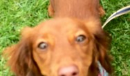 golden dachshund with bandana smiling