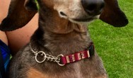 tan dachshund smiling for camera