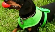 black dachshund with toy in mouth