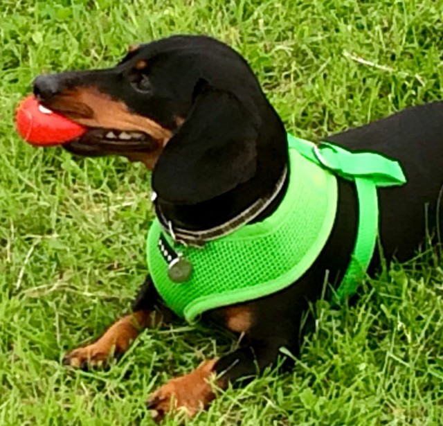 black dachshund with toy in mouth