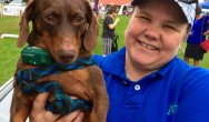 tan dachshund held by owner