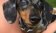 black dachshund puppy with puppy eyes